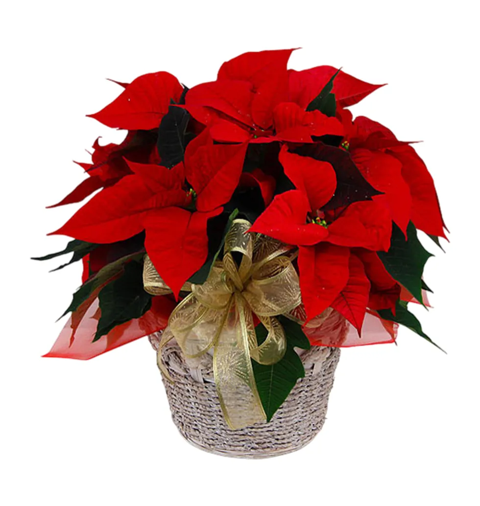 Stunning Christmas Poinsettia Arrangement